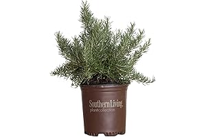 Chef's Choice Live Rosemary Christmas Tree