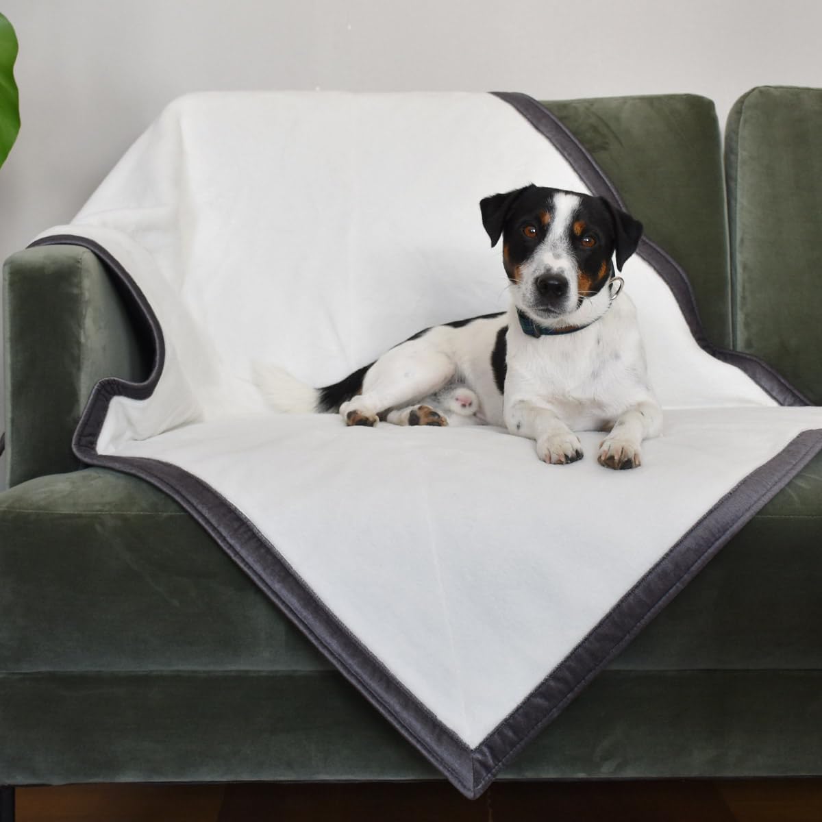 Manta de lujo para mascotas, manta para perros, gatos, manta familiar, calmante y protectora, protección para muebles, tamaño pequeño, mediano, XL (XL: 136 x 200 cm, 35 x 24,5 pulgadas),