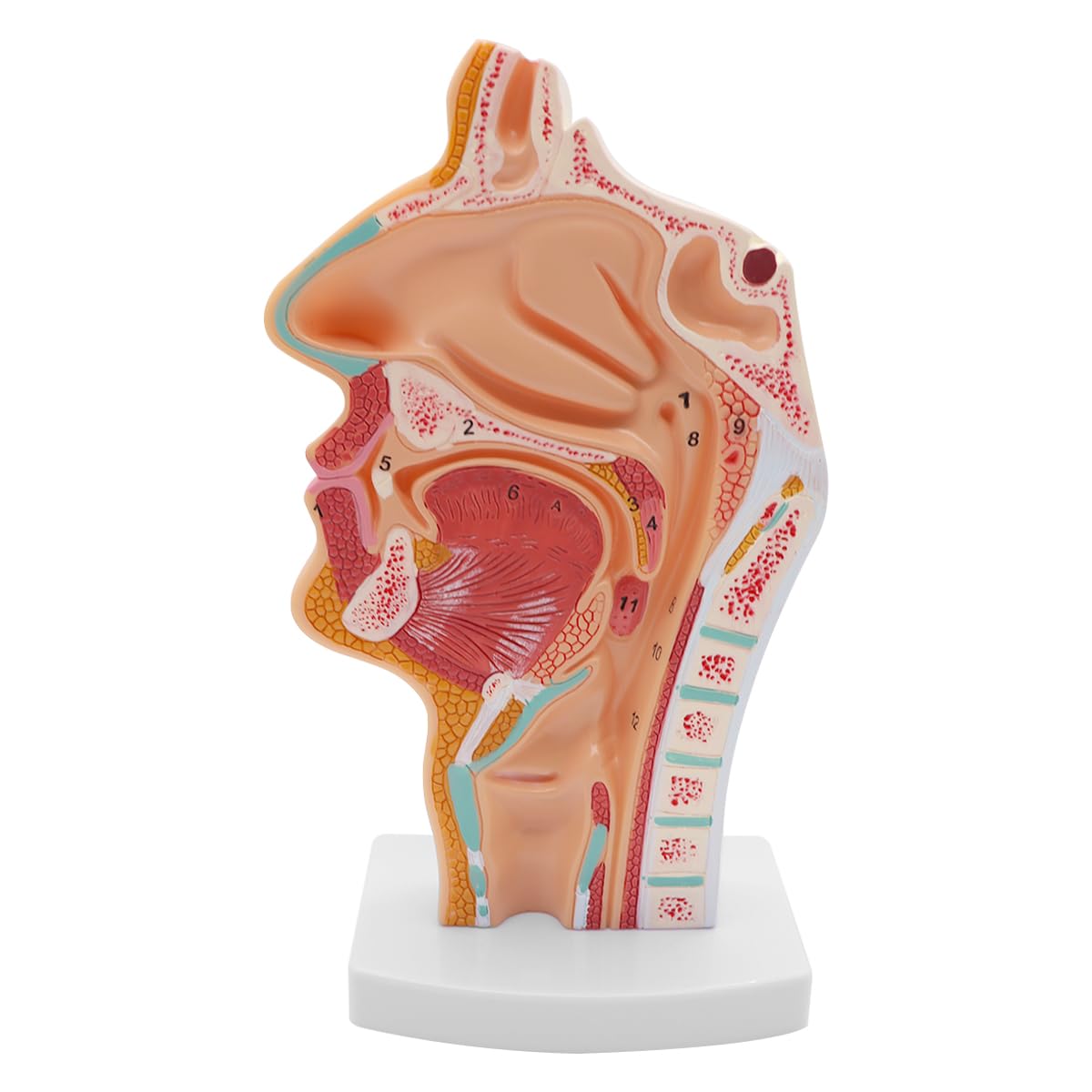 Modèle Anatomique De Cavité Nasale Humaine Gorge 1:1 Taille Réelle Pharynx Larynx Modèle D Anatomie Pour Enseignement En Classe De Science Modèle D Affichage Médical