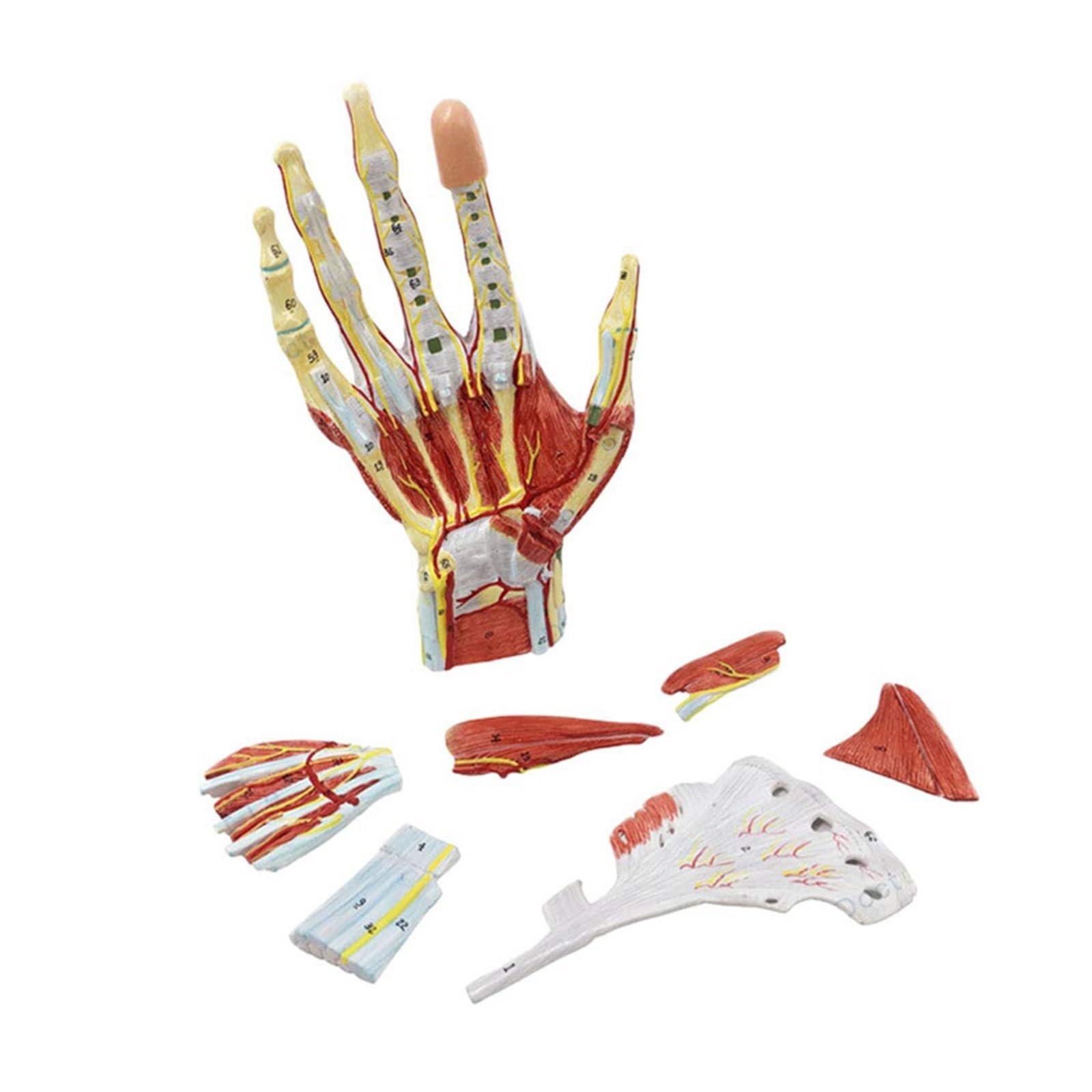 GTHTUHFD Human Hand Skeleton Anatomy Model With Muscle Ligament Nerve Vessel Medical Science Teaching Resources Dropshipping