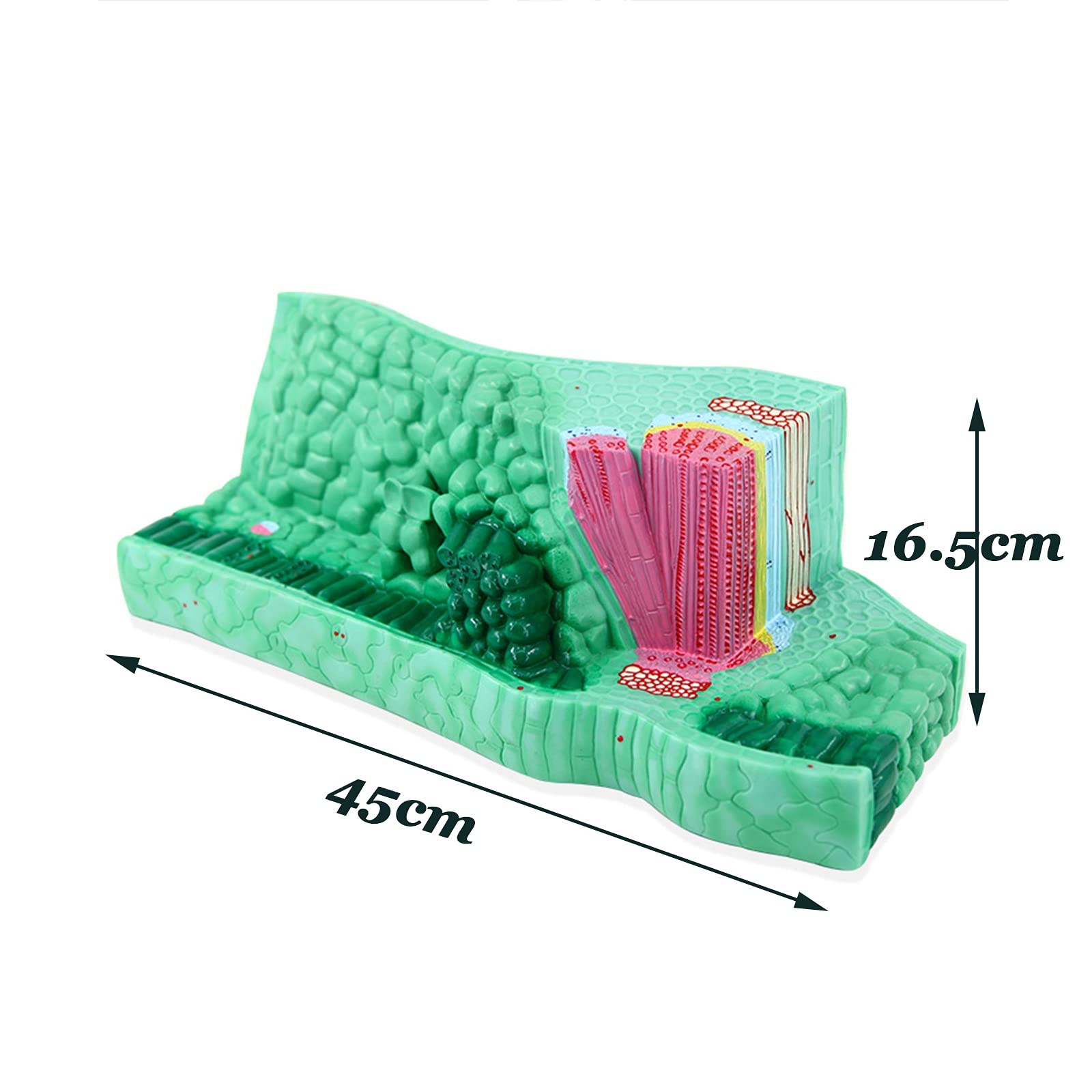 Modello di Struttura fogliare Modello anatomico di pianta, Materiale in PVC utilizzato per Il Modello didattico di Attrezzature per esperimenti biologici Sussidi didattici per Studenti