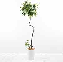 フィカス アムステルダムキング 曲がり ゴムの木 観葉植物 シンボルツリー Amazon|観葉植物 フィカス アムステルダムキング 10号 曲がり