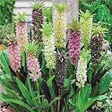 Votaniki Pineapple Lily (Eucomis) Mixture Flowers Bulbs — Long Lasting Flowers for Gardens & Pots | Summer Blooming Easy-Care Perennials (3 Pack)