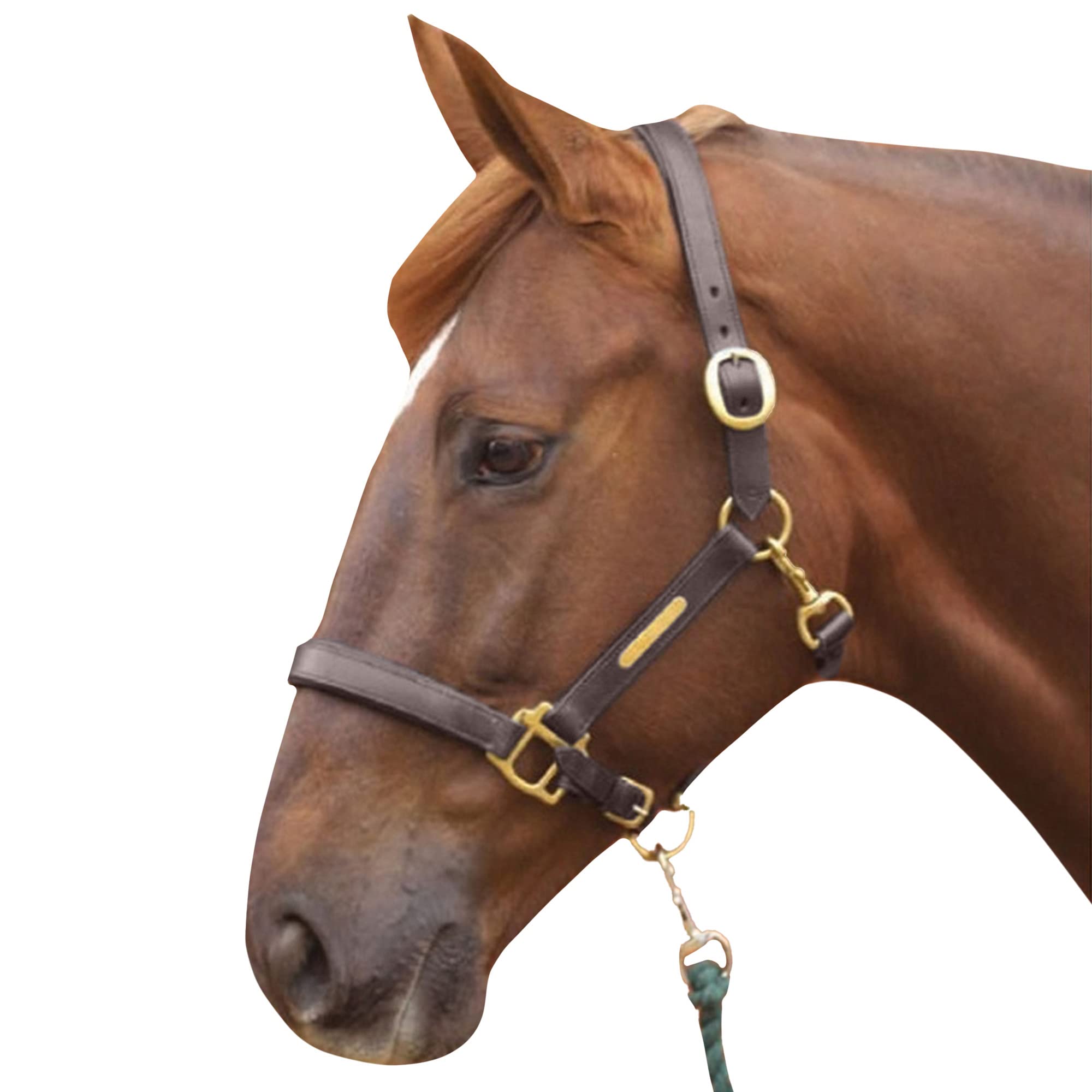 William Hunter Equestrian Hy - Cabezada de piel para caballo negro negro Talla:doble