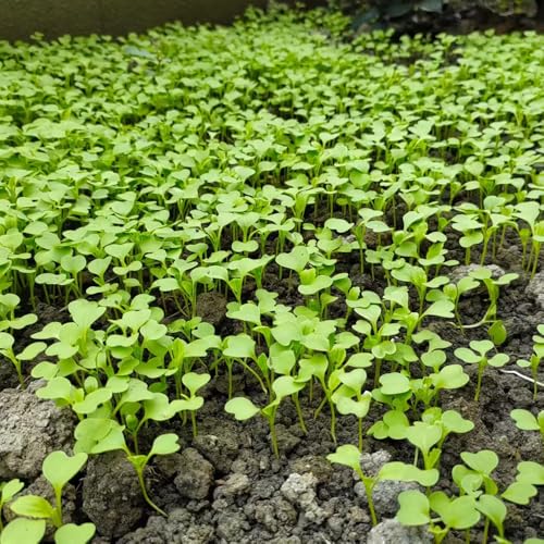 semillas de acelga - semillas de hortalizas para balcón semillas de stalkmus de jardín de hierbas semillas de hortalizas de invierno jardín interior maceta plantas decorativas 250pcs
