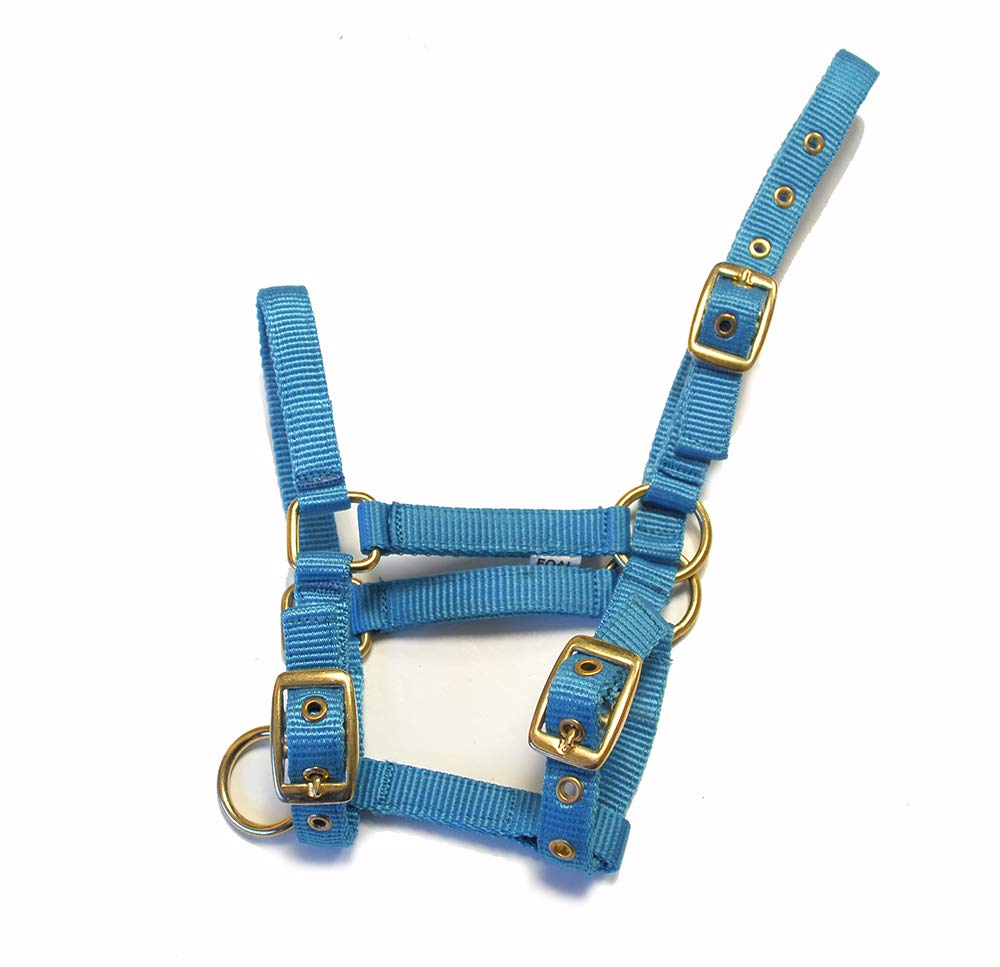 Rhinegold Collar de Nylon Potro