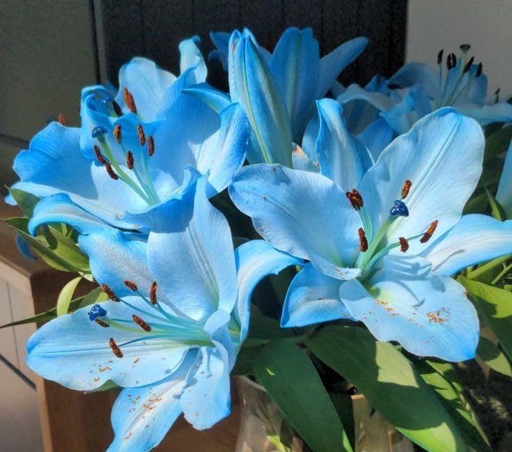 Ritz Farming® Imported Oriental Lily Flower Bulbs or Home and Kitchen Gardening Pack of 1 bulbs (BLUE)