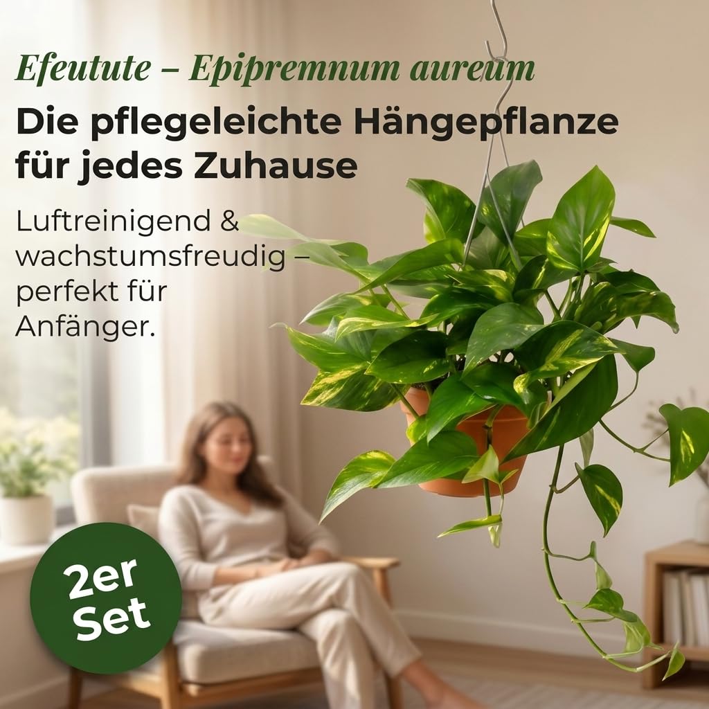 Efeutute | 2er-Set | Epipremnum aureum | ca. 30-35 cm | ø 12-15 cm Topf | Pflegeleichte Zimmerpflanzen für Wohnung und Büro | Qualität vom Pflanzen Profi | Ideale Raumbegrünung