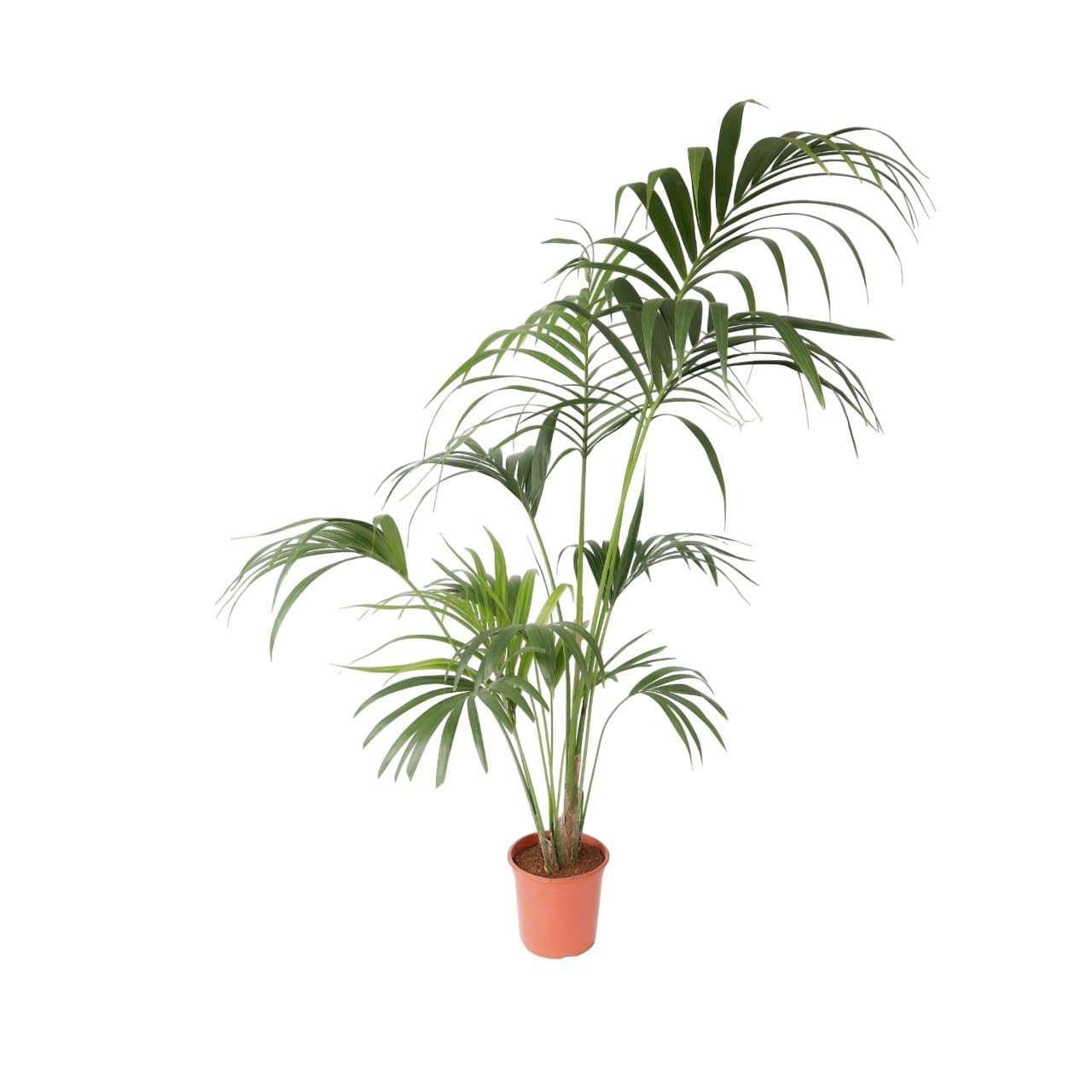 Plant in a Box - Howea forsteriana - Kentia Farn-Palme - Zimmerpflanze - Immergrün - Topf 24cm - Höhe 150-170cm