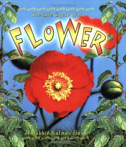 The Life Cycle of a Flower