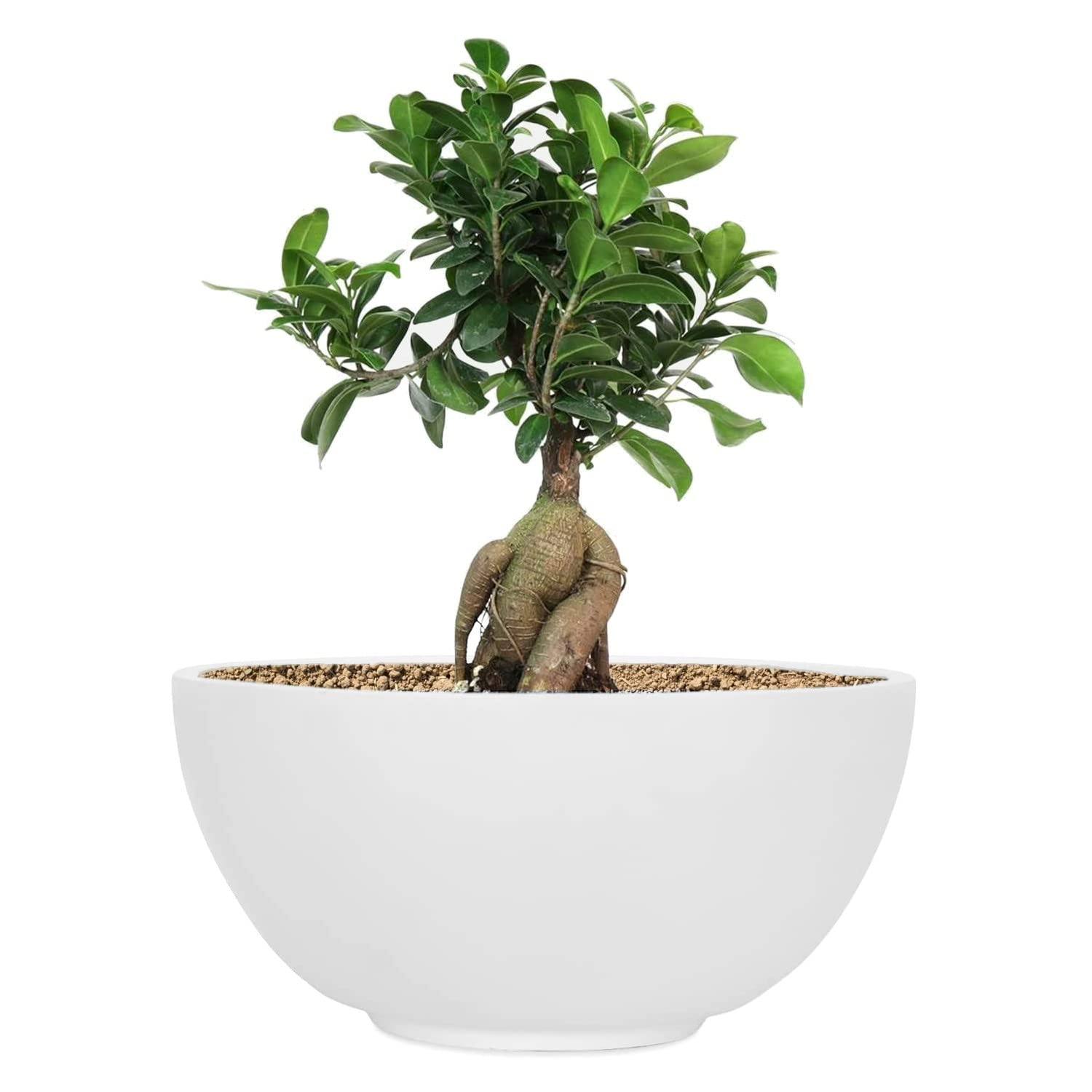 See full amazon price history chart for Greenwell CRAFTMOSE 12 Inch Dia Bonsai Planter for Outdoor Indoor and Living Room White Plant Container Greenwell CRAFTMOSE 12 Inch Dia Bonsai Planter for Outdoor Indoor and Living Room White Plant Container (B09XKNVHXC) Amazon Price History, Amazon Price Tracker