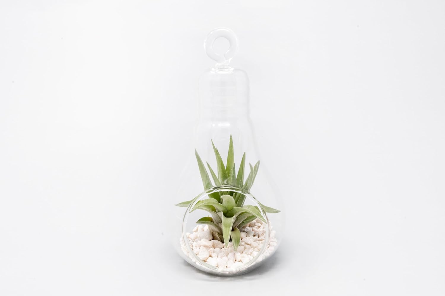 Air Plant Shop Hanging Light Bulb Terrarium with Crushed White Stones and Tillandsia Air Plant -Wholesale and Bulk- Succulents- Live Tillandsia - Easy Care Indoor and Outdoor House Plants (Pack of 6)