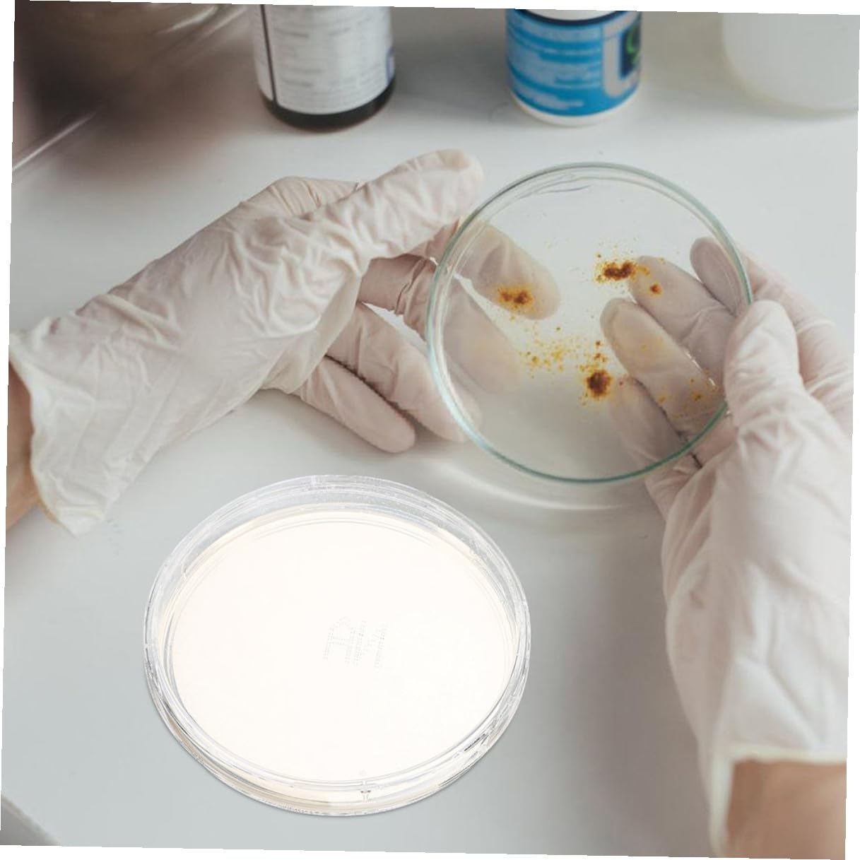 FRCOLOR 10pcs Tcbs Nutrient Agar Petri Dishes 6cm Prepoured Microbiology Culture Plates for Laboratory Use and Scientific Experiments