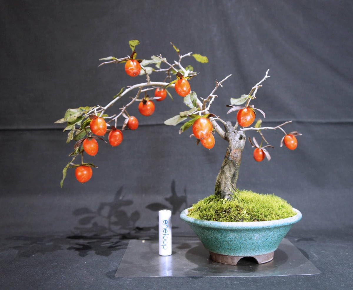 盆栽 柿の木 他石付き 柿2個実つき 盆栽 柿の木 他石付き 柿2個実つき