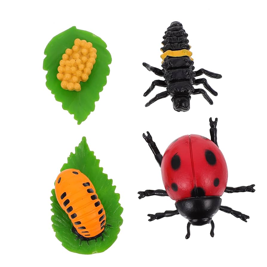 Amazon.co.jp: BRIGHTFUFU ナナホシテントウのライフサイクル