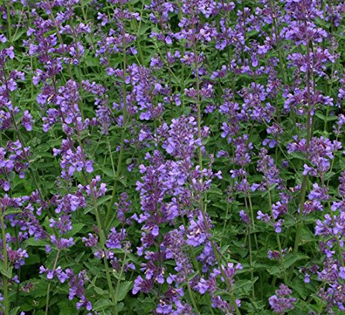 Nepeta 'Six Hills Giant' 15cm Pot Size
