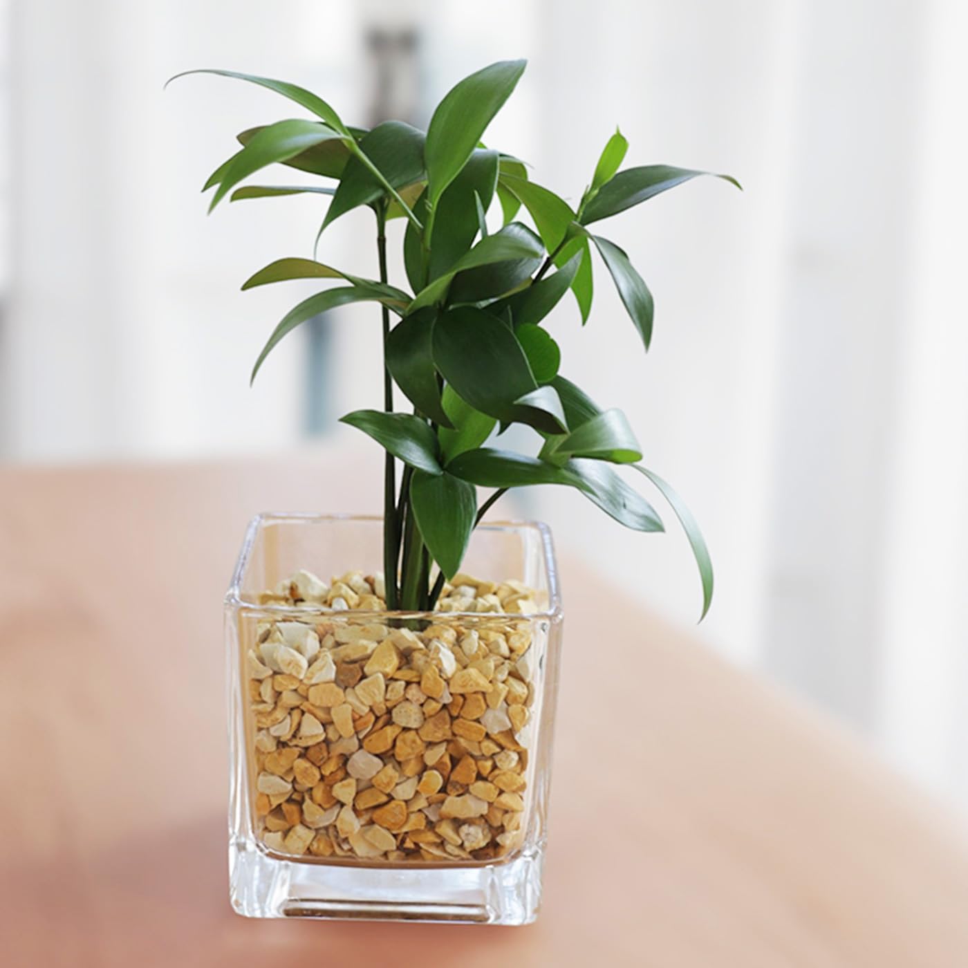 Amazon｜選べる 観葉植物 ハイドロカルチャー ゼオライト 小型 小さい