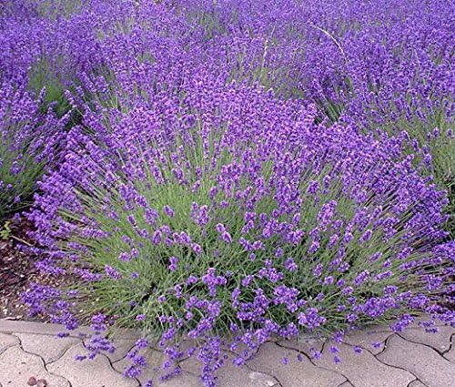 Miniatura 3 de Semillas de lavanda inglesas "Vera" para plantar, más de 1000 semillas por paquete, semillas de jardín de Isla (semillas de jardín de Isla),