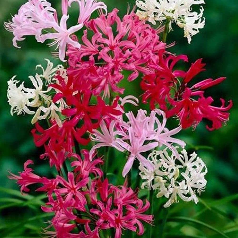 Narain/Naraine Flower Bulbs For Specially Spring Season Pack Of 3 Bulbs (Mix) Fresh And Healthy Flower Bulbs By PLANTOGALLERY (B09B2NSJR5) Amazon Price History, Amazon Price Tracker