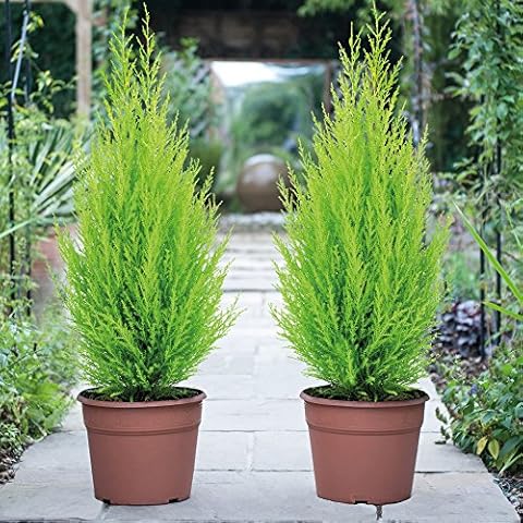 Italian Cypress Wilma Conifer Tree by Thompson & Morgan Cover
