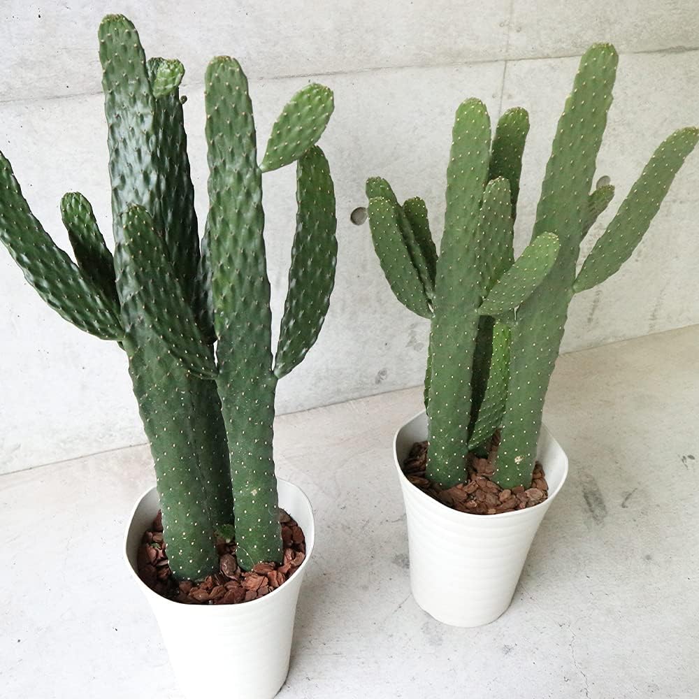 ウチワサボテン スミエボシ7号鉢 白鉢lサイズ 品種で選べる多肉植物 リビングやオフィス向きサイズ 1個 学名 Opuntia Rubescens ウチワサボテン亜科オプンチア属 原産国 西インド諸島原産 バンザイをしているような姿がとってもかわいくて見てると元気になるウチワ