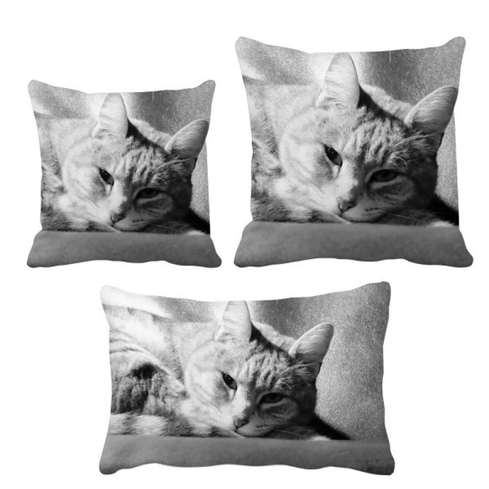 Housse coussin chat gris pour renouveler un canapé usé facilement