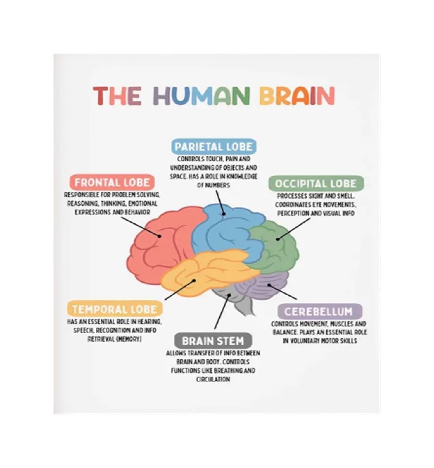 IDGTTLDF Homeschool Science Poster Human Brain for Colorful Educational Wall-Art Anatomy Learning Tool Unframed,16X24inch(40X60cm)