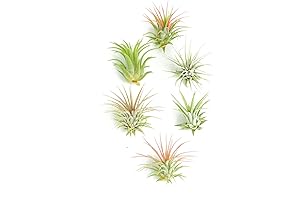 Shop Succulents Ionantha Tillandsia Air Plants