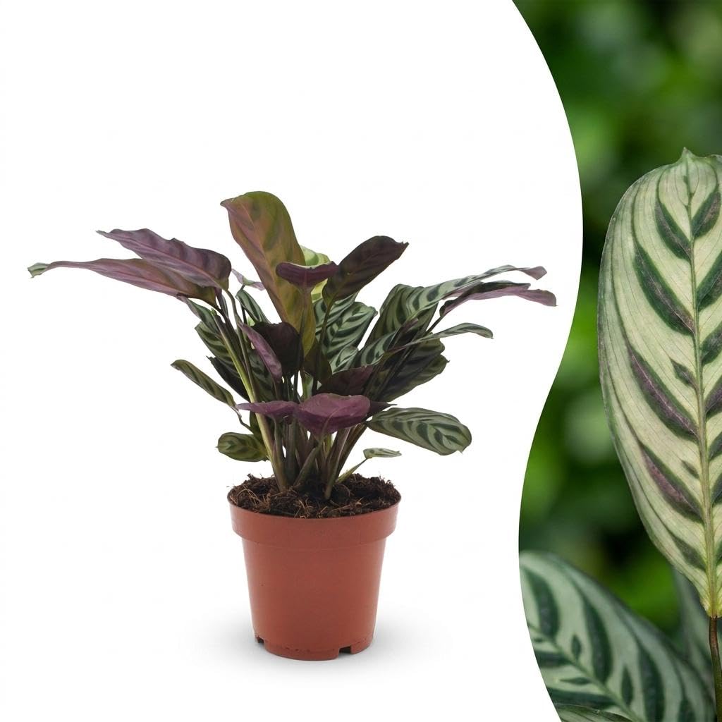 Ctenanthe Burle Marxii – roślina o wzorze w jodełkę - 30cm - Ø12cm
