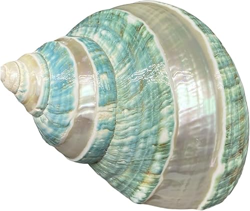 COYOUCO Concha grande de caracola, conchas naturales para pecera de cangrejo ermitaño, decoración de boda, fiesta temática de playa, decoración del