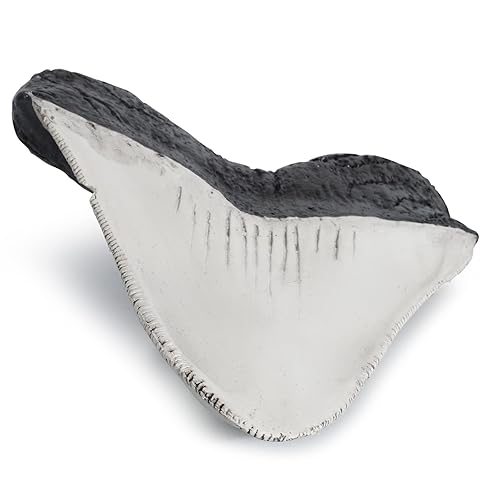 Miniatura 3 de Dientes fosilizados y garras de varios dinosaurios prehistóricos, dientes de tiburón megalodón y réplicas de alta fidelidad (diente de tiburón