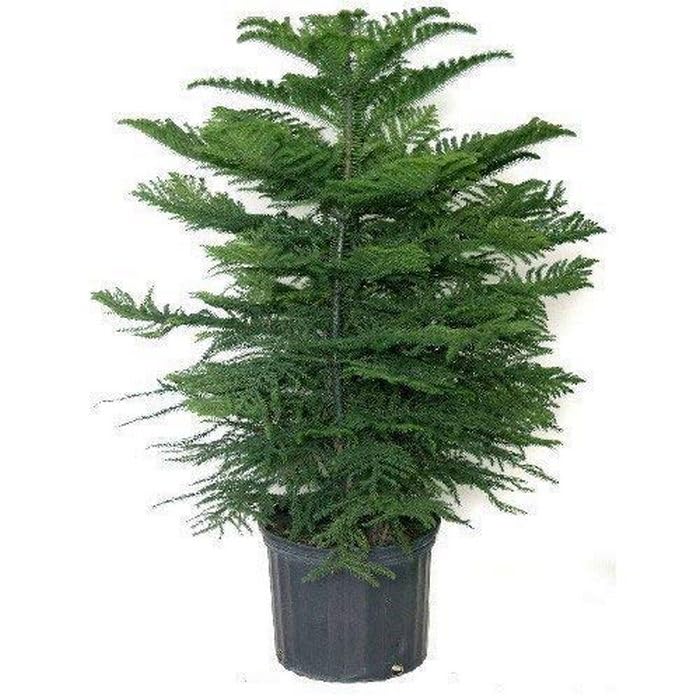 Creative Farmer Araucaria Plant (Norfolk Island Pine) Holy X-Mas Tree Live Plant, Christmas