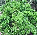 Parsley Seed, Moss Curled, Heirloom, Non GMO, 25+ Seeds, Parsley Seeds