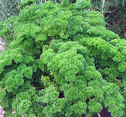 Moss Curled Parsley Seeds | Country Creek Acres