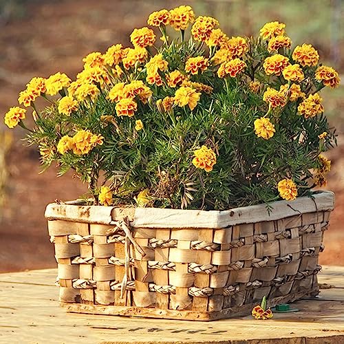 semi di calendula perenni - resistenti giardino balcone 600pcs