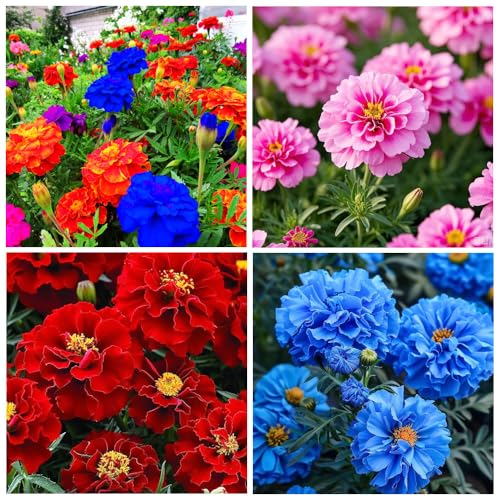 500+ Annual French Marigold Garden Flower Mix Flower...