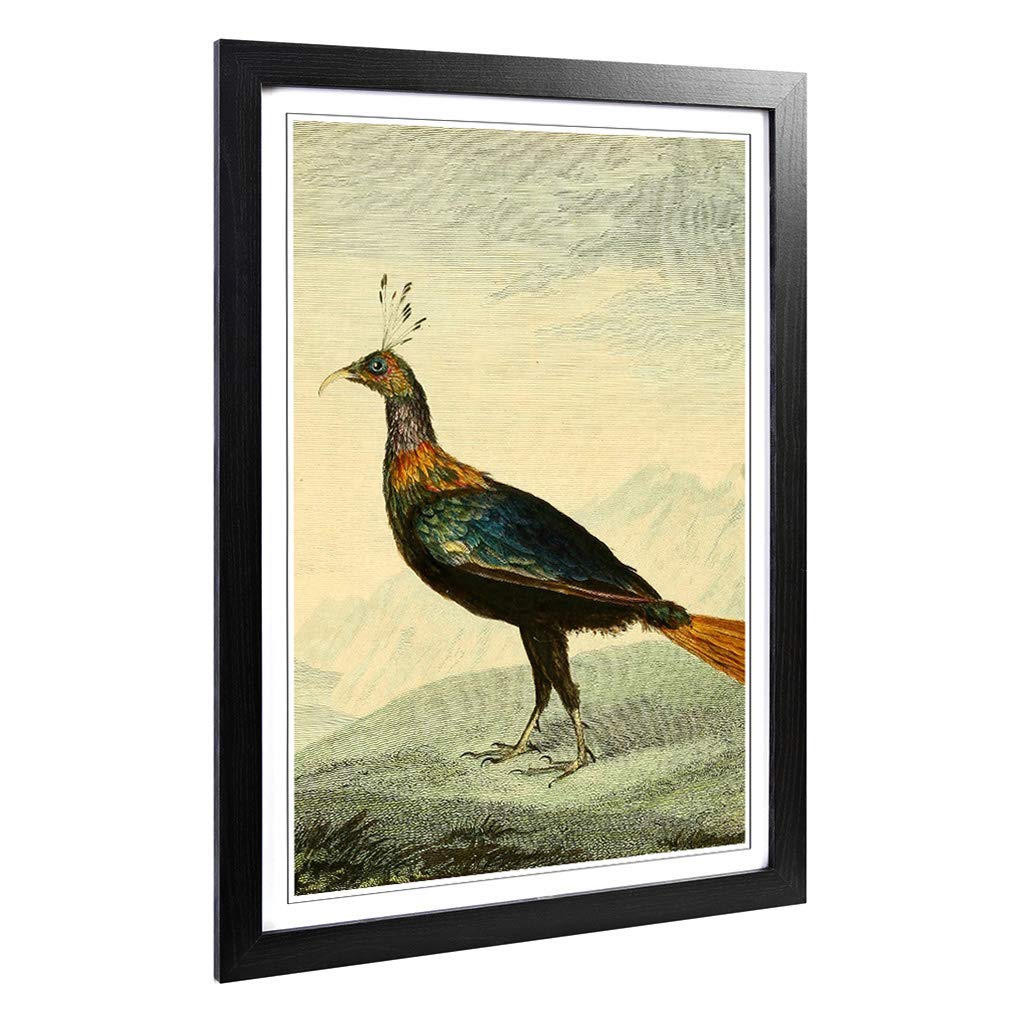 Big Box Art Framed Print of Vintage Charles R Ryley Impeyan Pheasant Design | Wall Art Picture | Home Decor for Kitchen, Living Room, Bedroom, Hallway, Black, A2 / 24.5x18 Inch / 62x45cm