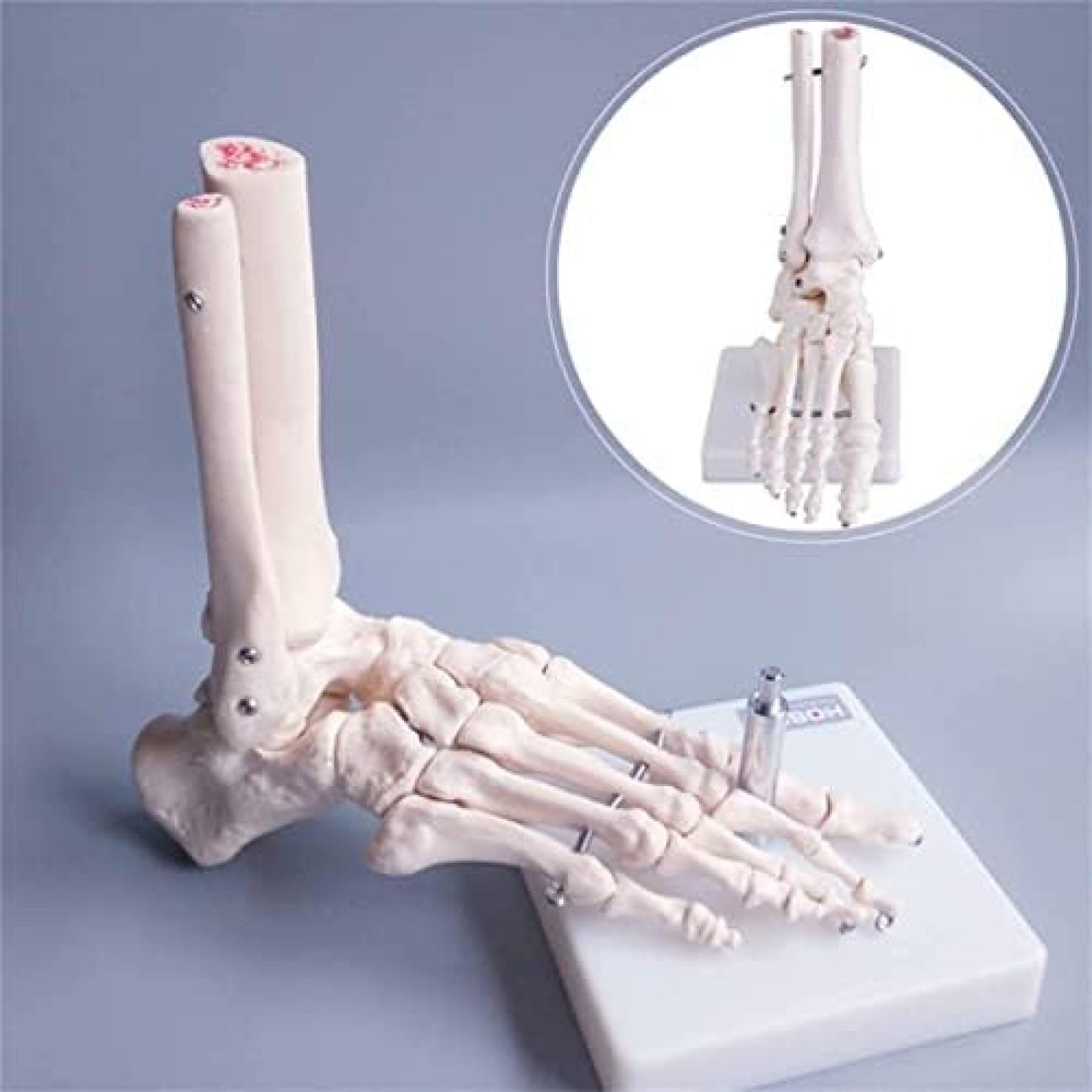 Model szkieletu stopy Szkielet anatomiczny model stopy Model kostki Model kości ludzkiej stopy Model szkieletu stopy z podstawą ekspozycyjną Do studiów medycznych i nauk ścisłych