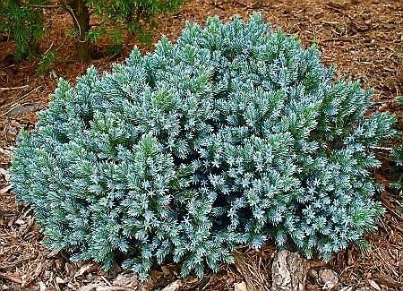 [x1] Blue Star Dwarf Conifer | Juniperus Squamata | 9cm Pot