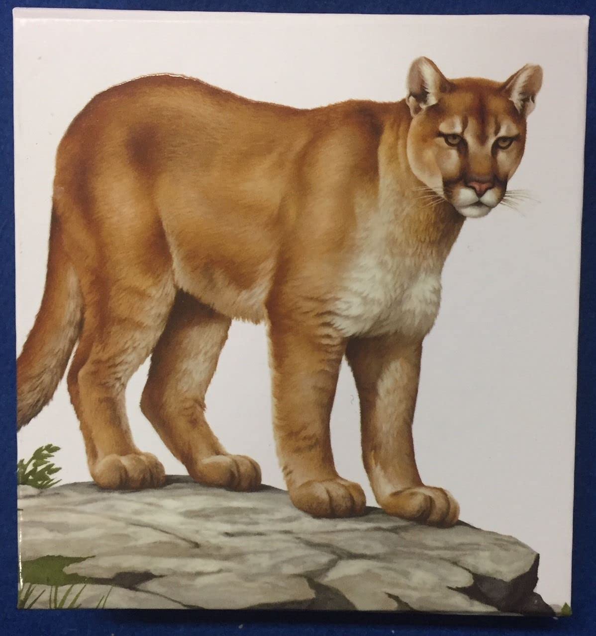 2016 $100 Silver Coin: Cougar - Silent Giant of The Americas : Amazon.ca:  Toys & Games