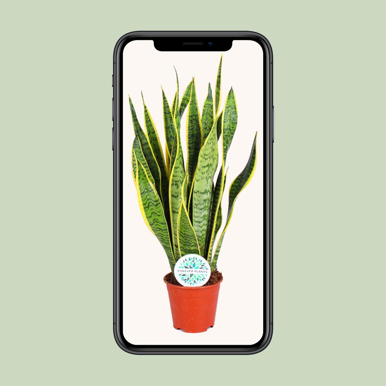 Sansevieria trifasciata Laurentii - 40-50cm - Ø14cm - Planta de interior - Hojas perennes - Cactus y suculentas