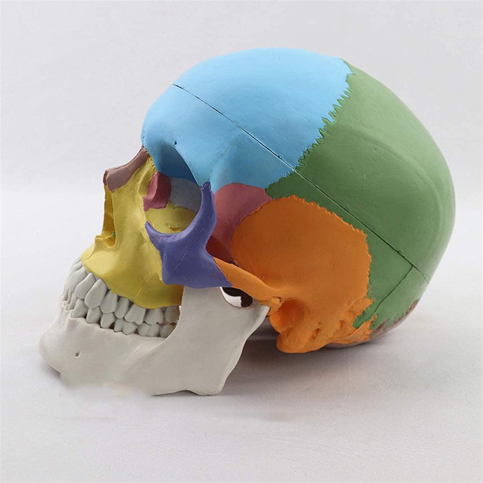 Model edukacyjny naturalnej wielkości kolorowy model czaszki ludzkiej anatomia anatomiczna nauczanie medyczne szkielet głowa nauka materiały dydaktyczne modele medyczne