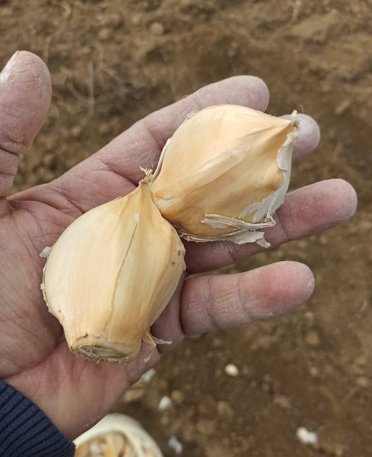 Aglione Baciami Ancora fresco coltivato in Valdichiana - Non dà cattivo alito - Gusto dolce e delicato - Da associare alle bruschette e con i pici o gli umbrichelli