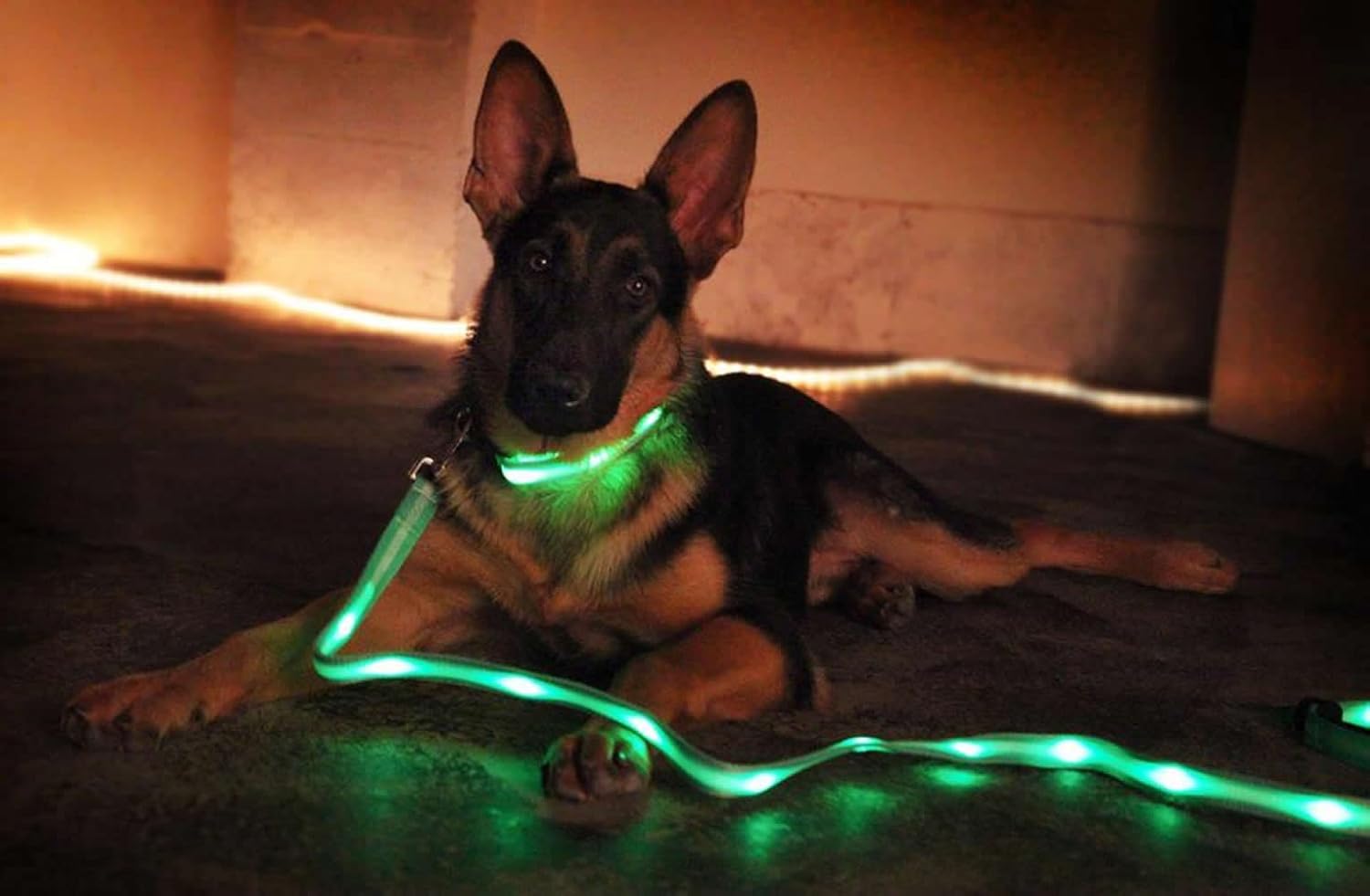 Led dog collar and leash set Clearance