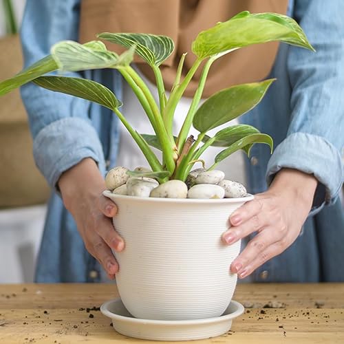 Miniatura 5 de YISZM Rocas blancas de río de 10 libras, guijarros naturales de 2 a 3 pulgadas para plantas de interior, piedras decorativas altamente pulidas,