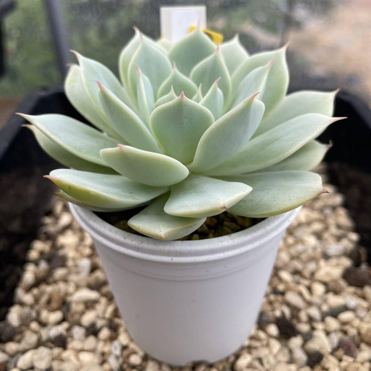 Amazon.co.jp: スノーフィールド 多肉植物 エケベリア : ホーム＆キッチン 