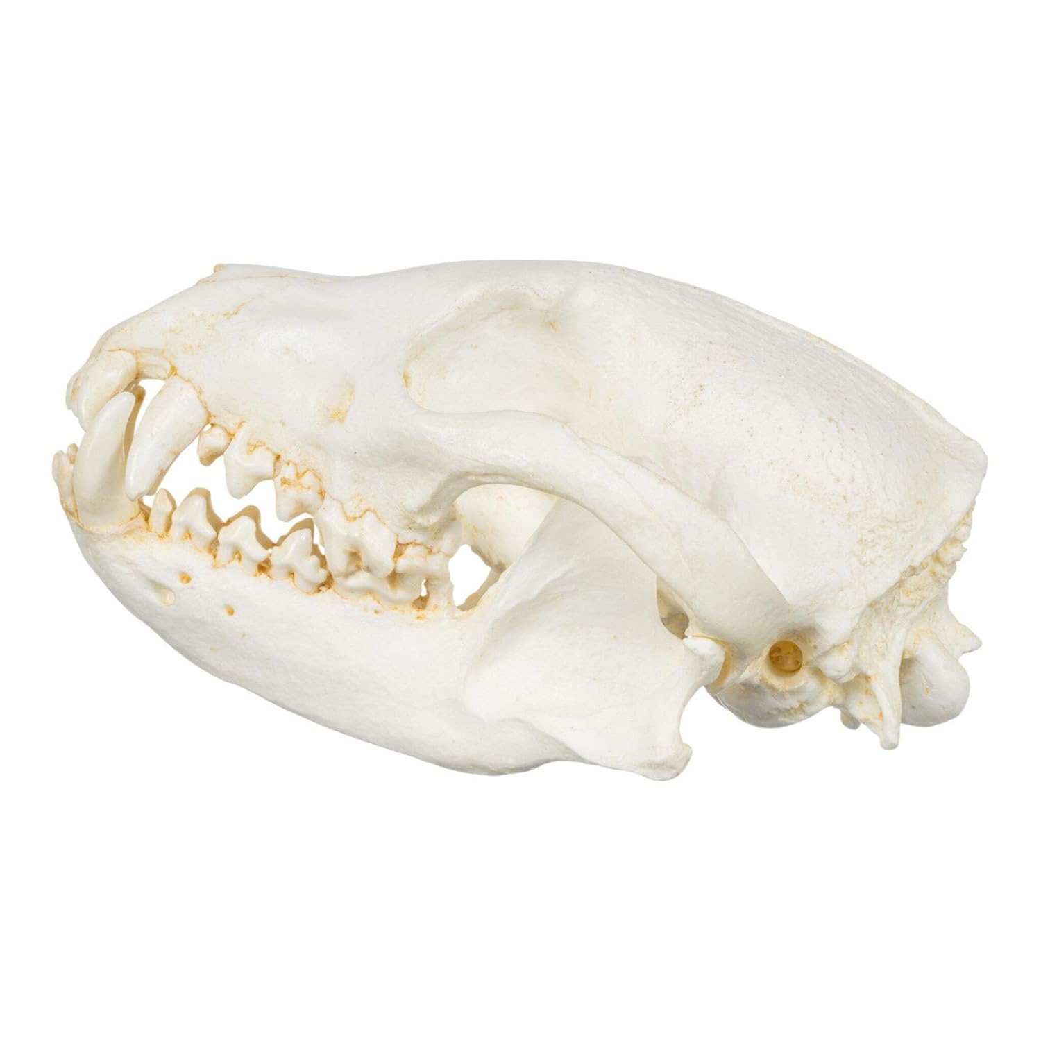 Bush Dog Skull (Teaching Quality Replica)