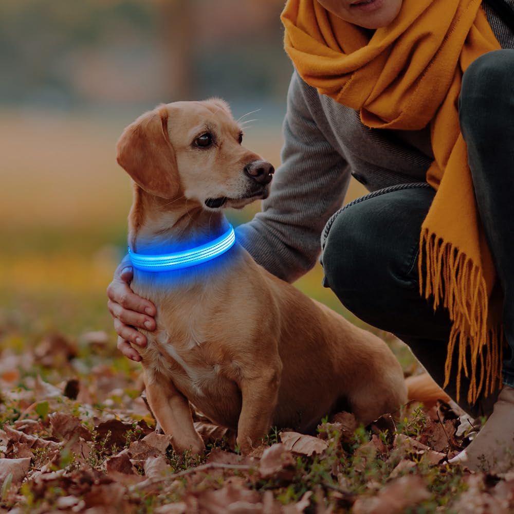 DOMIGLOW Leuchtendes Hundehalsband, wiederaufladbares LED-Halsband, leuchtet im Dunkeln, reflektierendes Haustier-Sicherheitslicht für Hunde, Spaziergänge, Camping bei Nacht (Blau, S)