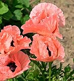 Blütezeit: Mai - Juni Türkischer Mohn Helen Elisabeth - Papaver orientale