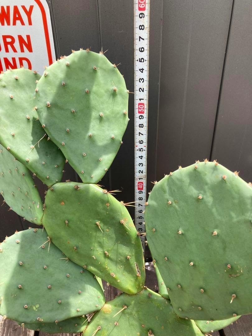 耐寒性強オプンチアのフミフサ群生植え◇ドライガーデン多肉サボテン　アガベ ユッカ 耐寒性強オプンチアのフミフサ群生植え◇ドライガーデン多肉サボテン